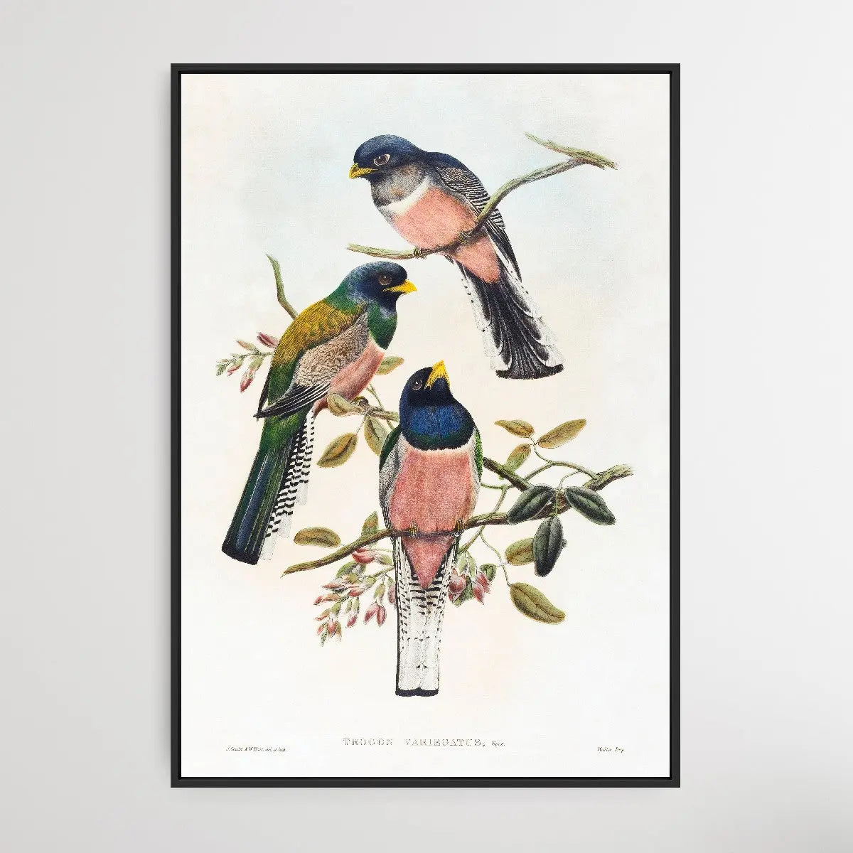 Trogan Variegatus (18041908) I Heart Wall Art Australia 