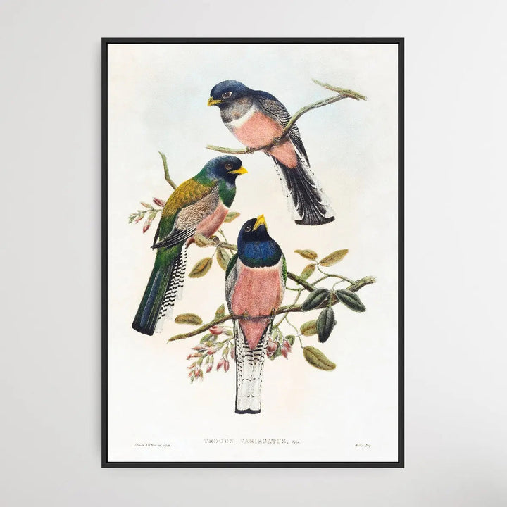 Trogan Variegatus (18041908) I Heart Wall Art Australia 