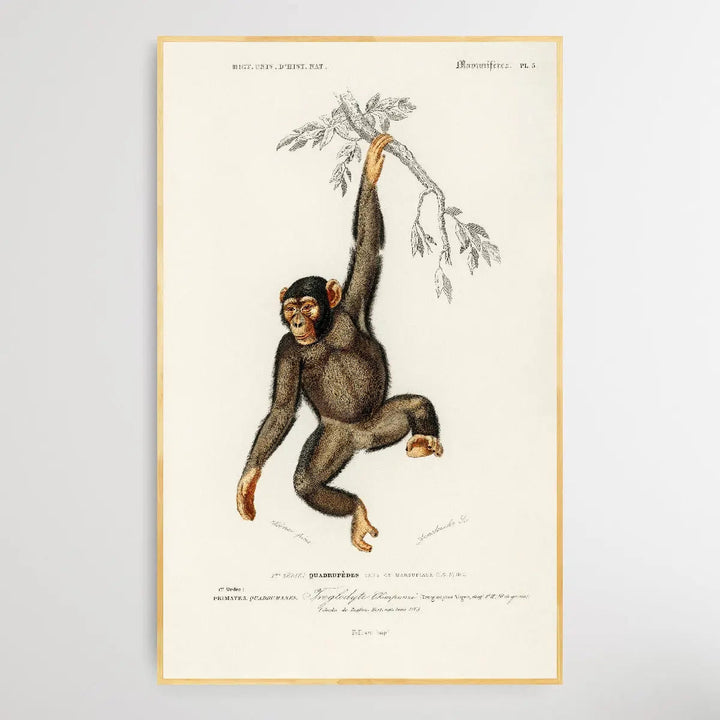 Troglodyte Chimpanze by Charles Dessalines D&
