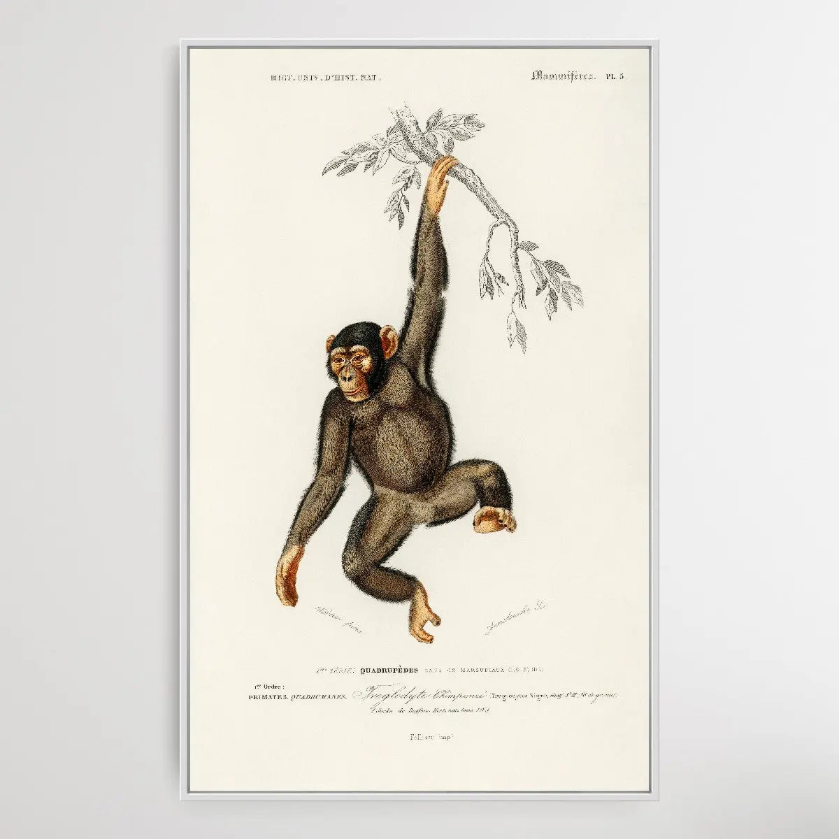 Troglodyte Chimpanze by Charles Dessalines D' Orbigny (1806-1876) I Heart Wall Art Australia 