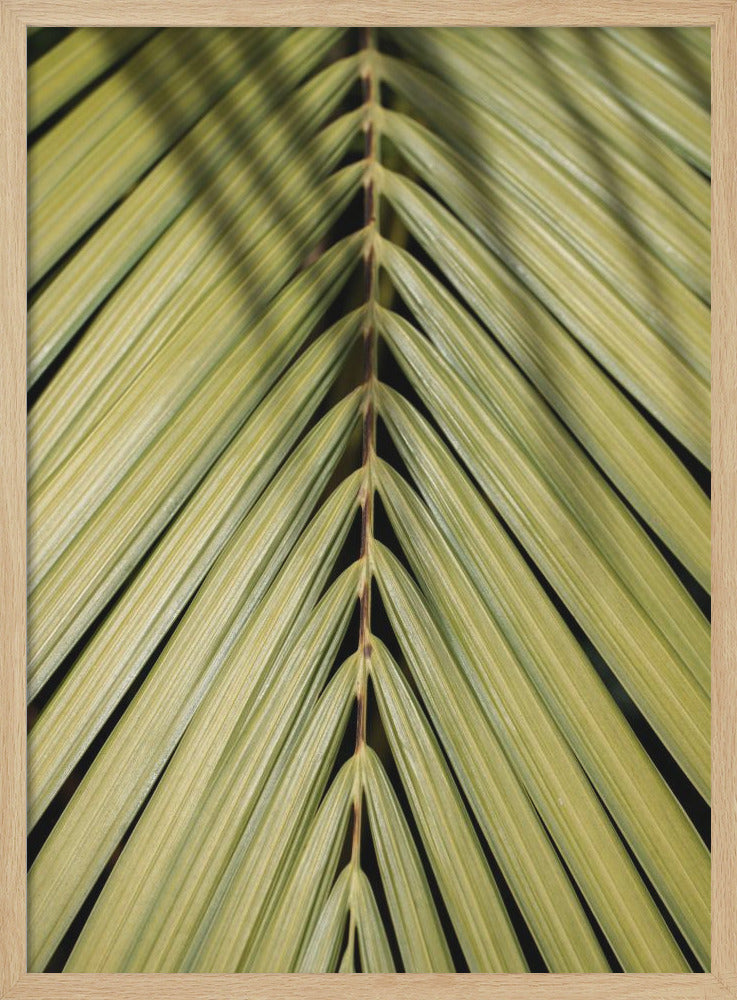 Tropical Leaf - Stretched Canvas, Poster or Fine Art Print I Heart Wall Art