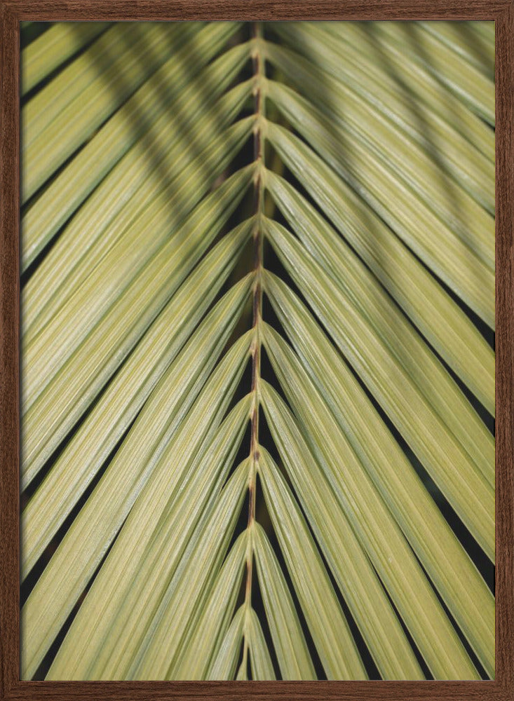 Tropical Leaf - Stretched Canvas, Poster or Fine Art Print I Heart Wall Art