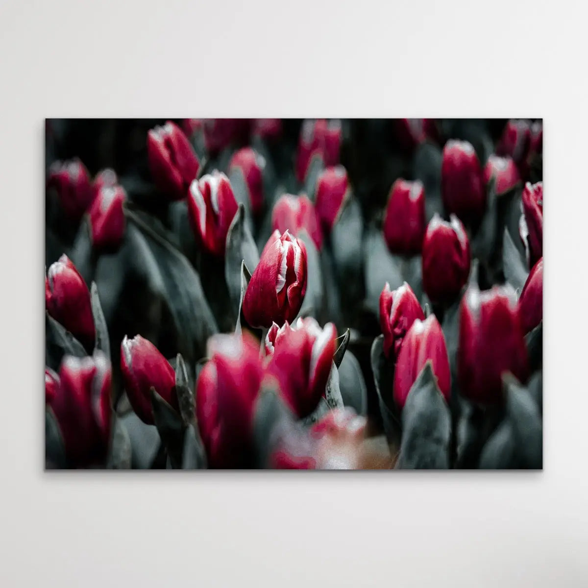 Tulip Field - Pink Photographic Print Featuring Tulips Available As A Canvas or Art Print I Heart Wall Art Australia 