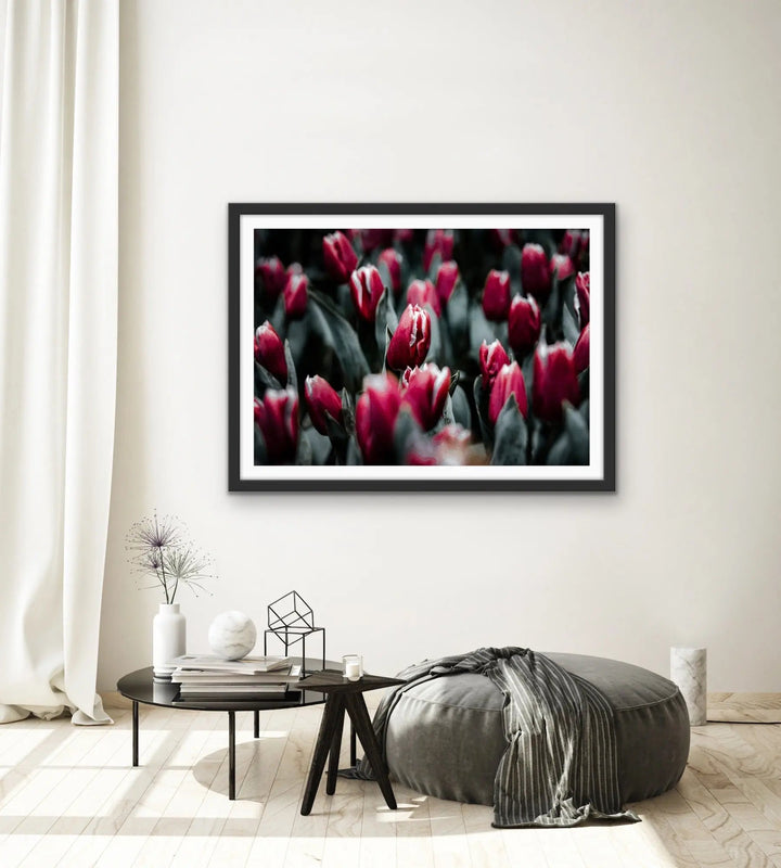 Tulip Field - Pink Photographic Print Featuring Tulips Available As A Canvas or Art Print I Heart Wall Art Australia 