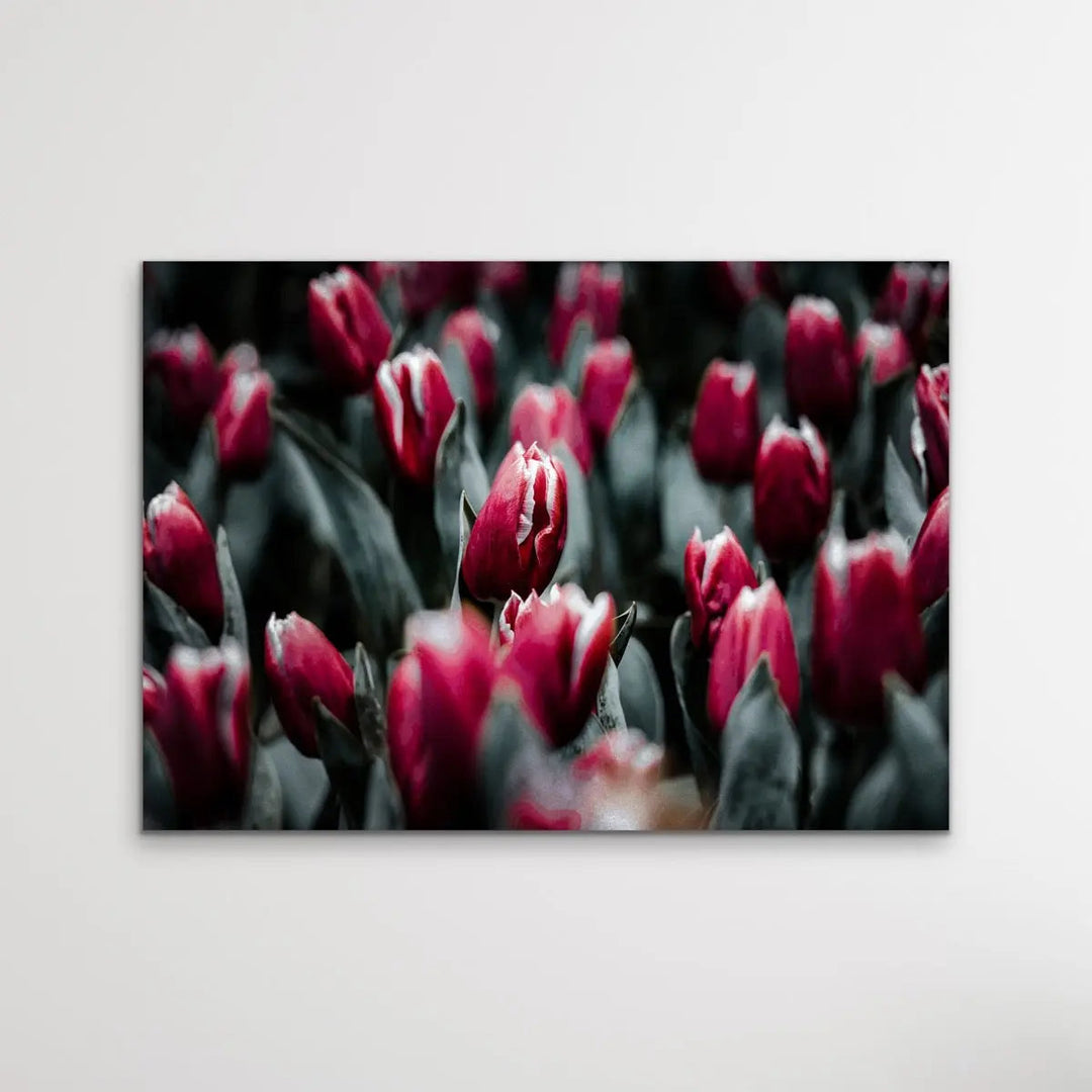 Tulip Field - Pink Photographic Print Featuring Tulips Available As A Canvas or Art Print I Heart Wall Art Australia 