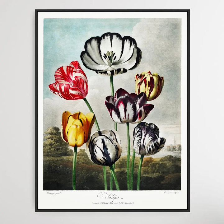 Tulips (1807) by Robert John Thornton I Heart Wall Art Australia 