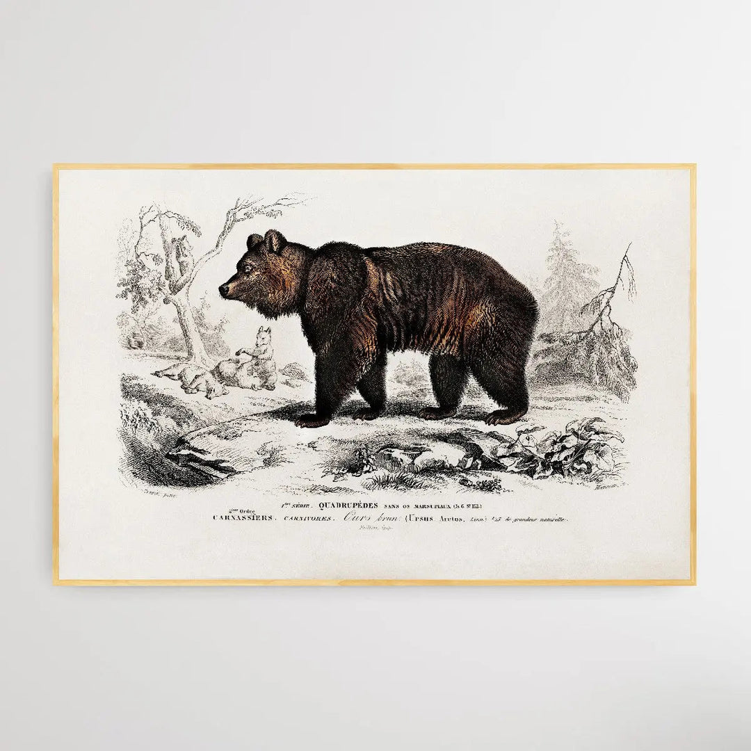 Ursus Arctos by Charles Dessalines D&