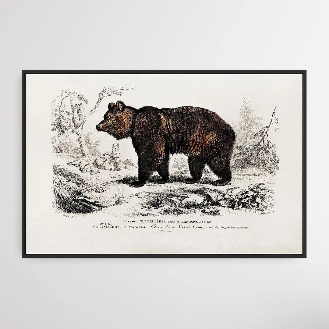 Ursus Arctos by Charles Dessalines D&