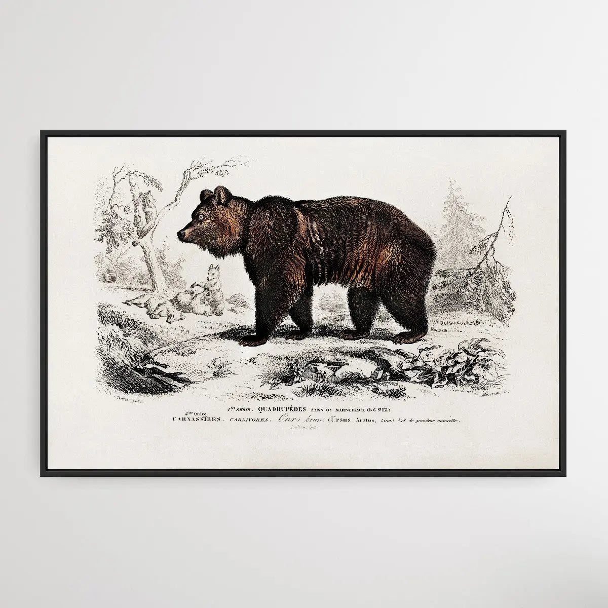 Ursus Arctos by Charles Dessalines D' Orbigny (1806-1876) I Heart Wall Art Australia 
