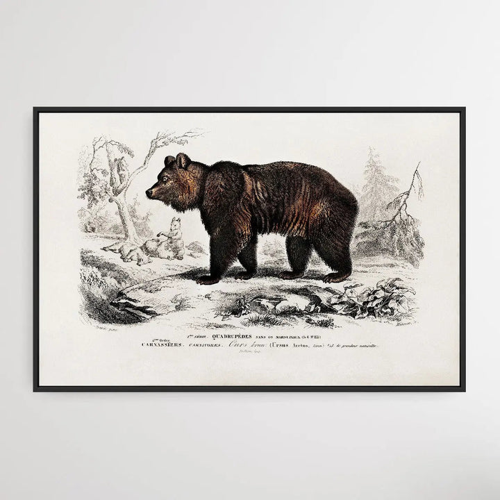 Ursus Arctos by Charles Dessalines D&