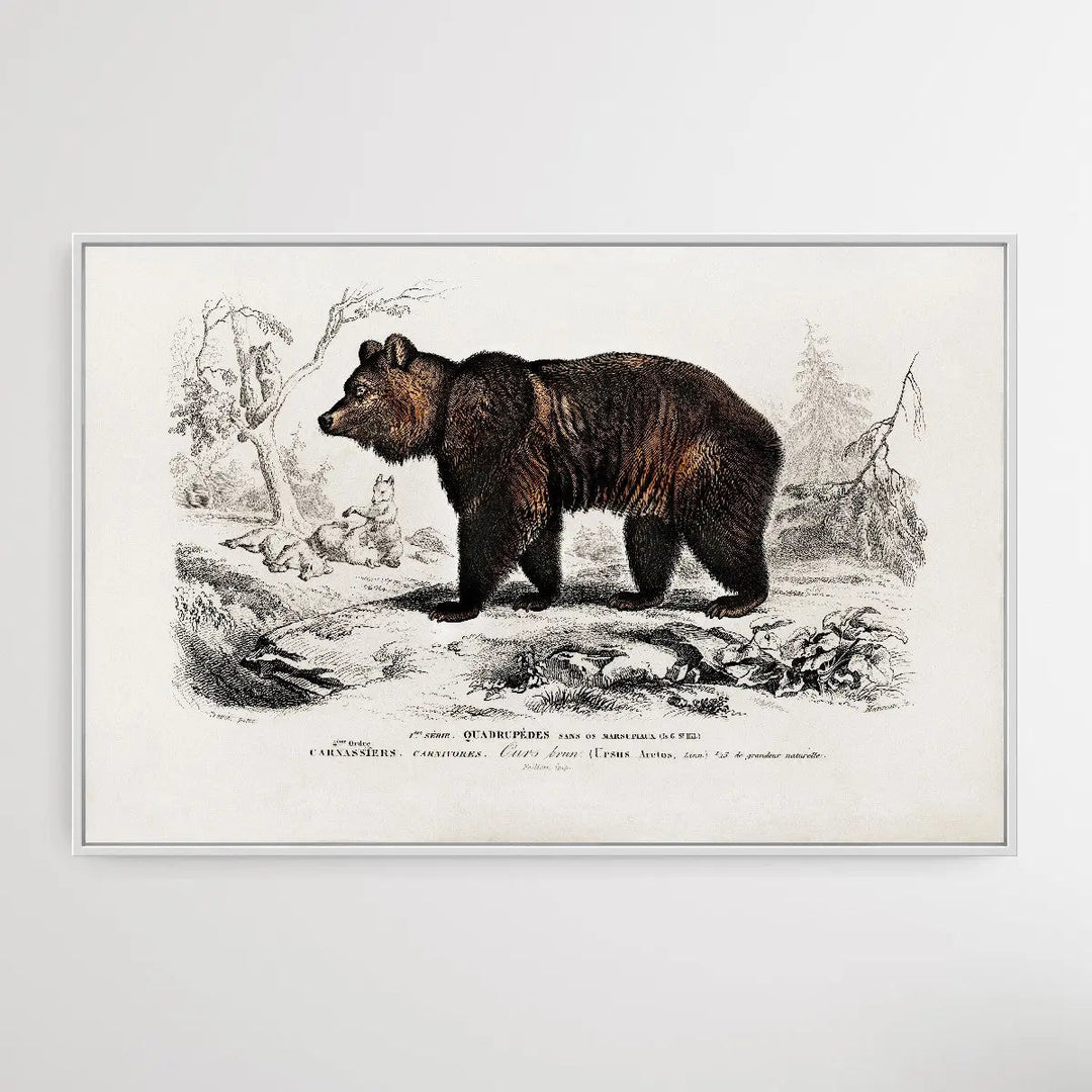 Ursus Arctos by Charles Dessalines D&