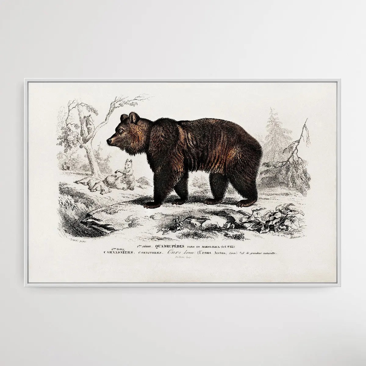 Ursus Arctos by Charles Dessalines D' Orbigny (1806-1876) I Heart Wall Art Australia 