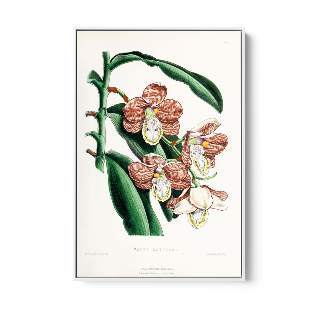 Vanda Cathcartii Orchid from The Floral Magazine (1861 - 1881) by Worthington G. Smith, John N. Fitch and Walter H. Fitch - Botanical Illustration Stretched Canvas or Wall Art Print - I Heart Wall Art - Poster Print, Canvas Print or Framed Art Print
