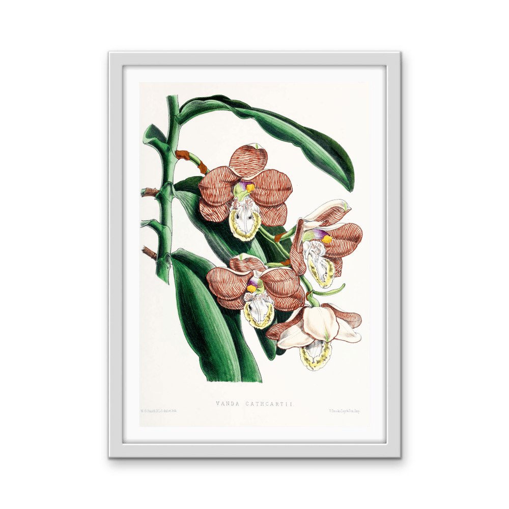 Vanda Cathcartii Orchid from The Floral Magazine (1861 - 1881) by Worthington G. Smith, John N. Fitch and Walter H. Fitch - Botanical Illustration Stretched Canvas or Wall Art Print - I Heart Wall Art - Poster Print, Canvas Print or Framed Art Print