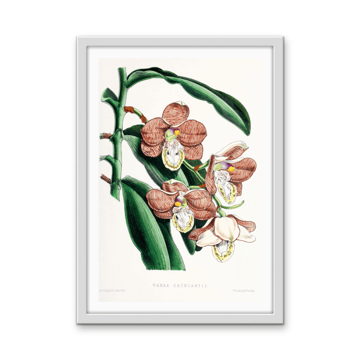 Vanda Cathcartii Orchid from The Floral Magazine (1861 - 1881) by Worthington G. Smith, John N. Fitch and Walter H. Fitch - Botanical Illustration Stretched Canvas or Wall Art Print - I Heart Wall Art - Poster Print, Canvas Print or Framed Art Print