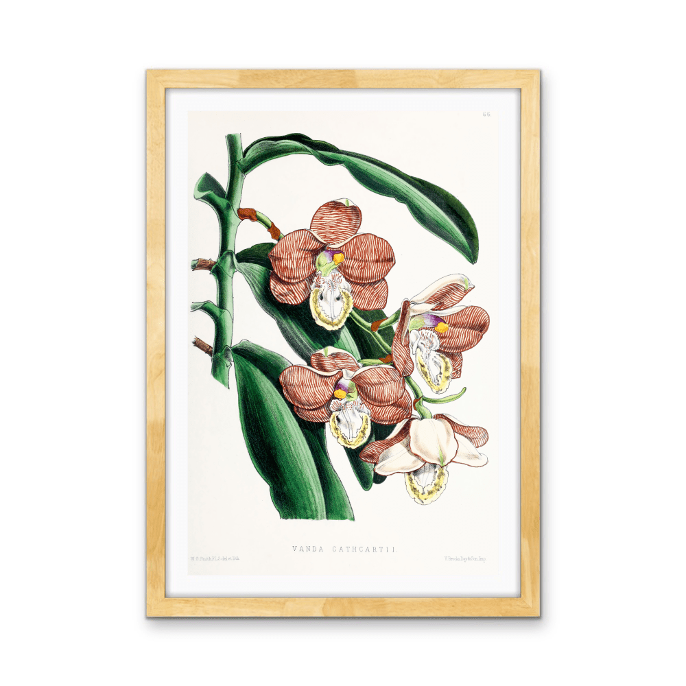 Vanda Cathcartii Orchid from The Floral Magazine (1861 - 1881) by Worthington G. Smith, John N. Fitch and Walter H. Fitch - Botanical Illustration Stretched Canvas or Wall Art Print - I Heart Wall Art - Poster Print, Canvas Print or Framed Art Print