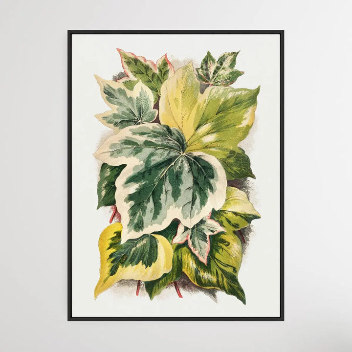 Various Ivy Leaves (1872) I Heart Wall Art Australia 