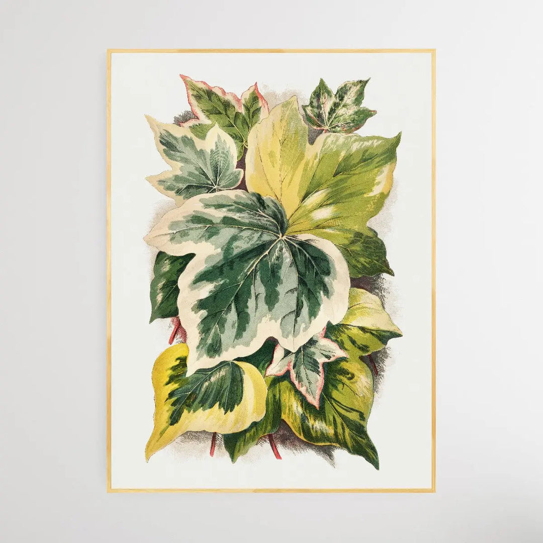 Various Ivy Leaves (1872) I Heart Wall Art Australia 
