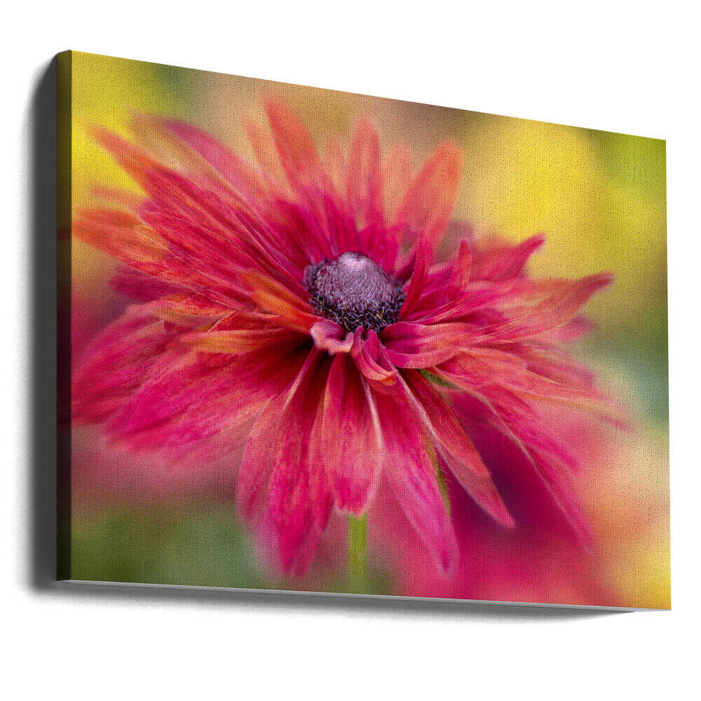 Vibrant Magenta Bloom - Floral Photographic Stretched Canvas Poster or Fine Art Print