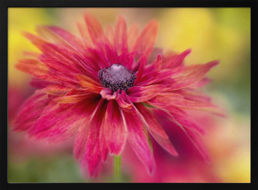 Vibrant Magenta Bloom - Floral Photographic Stretched Canvas Poster or Fine Art Print