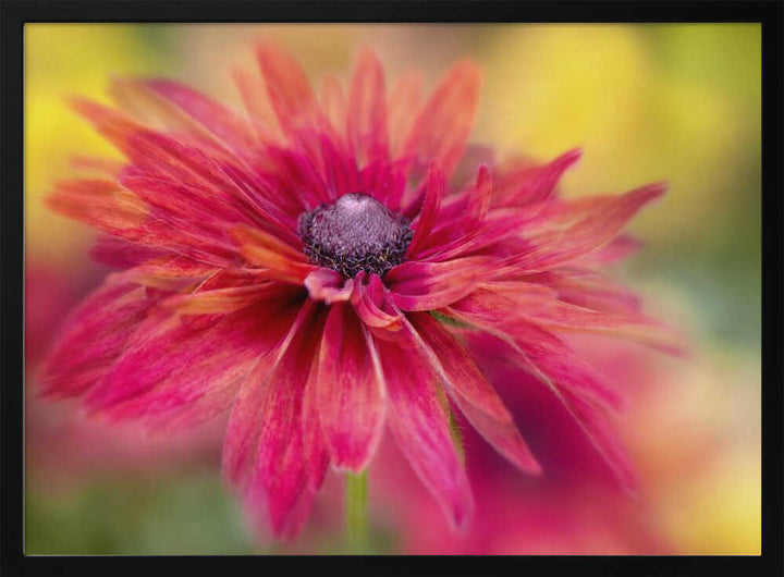 Vibrant Magenta Bloom - Floral Photographic Stretched Canvas Poster or Fine Art Print