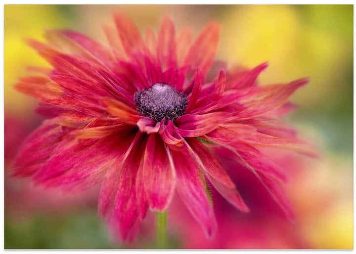 Vibrant Magenta Bloom - Floral Photographic Stretched Canvas Poster or Fine Art Print