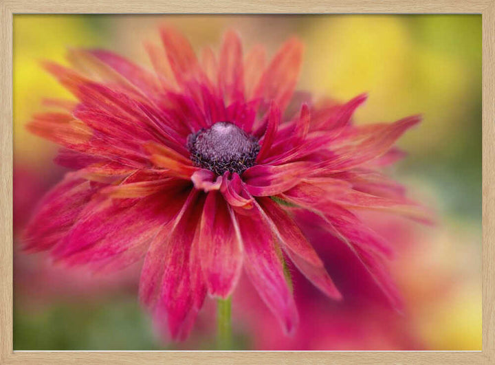 Vibrant Magenta Bloom - Floral Photographic Stretched Canvas Poster or Fine Art Print