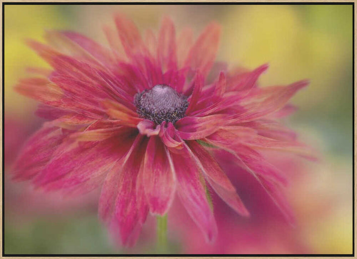 Vibrant Magenta Bloom - Floral Photographic Stretched Canvas Poster or Fine Art Print
