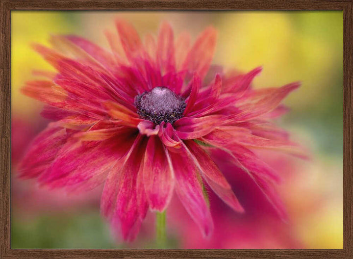 Vibrant Magenta Bloom - Floral Photographic Stretched Canvas Poster or Fine Art Print