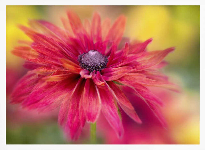 Vibrant Magenta Bloom - Floral Photographic Stretched Canvas Poster or Fine Art Print
