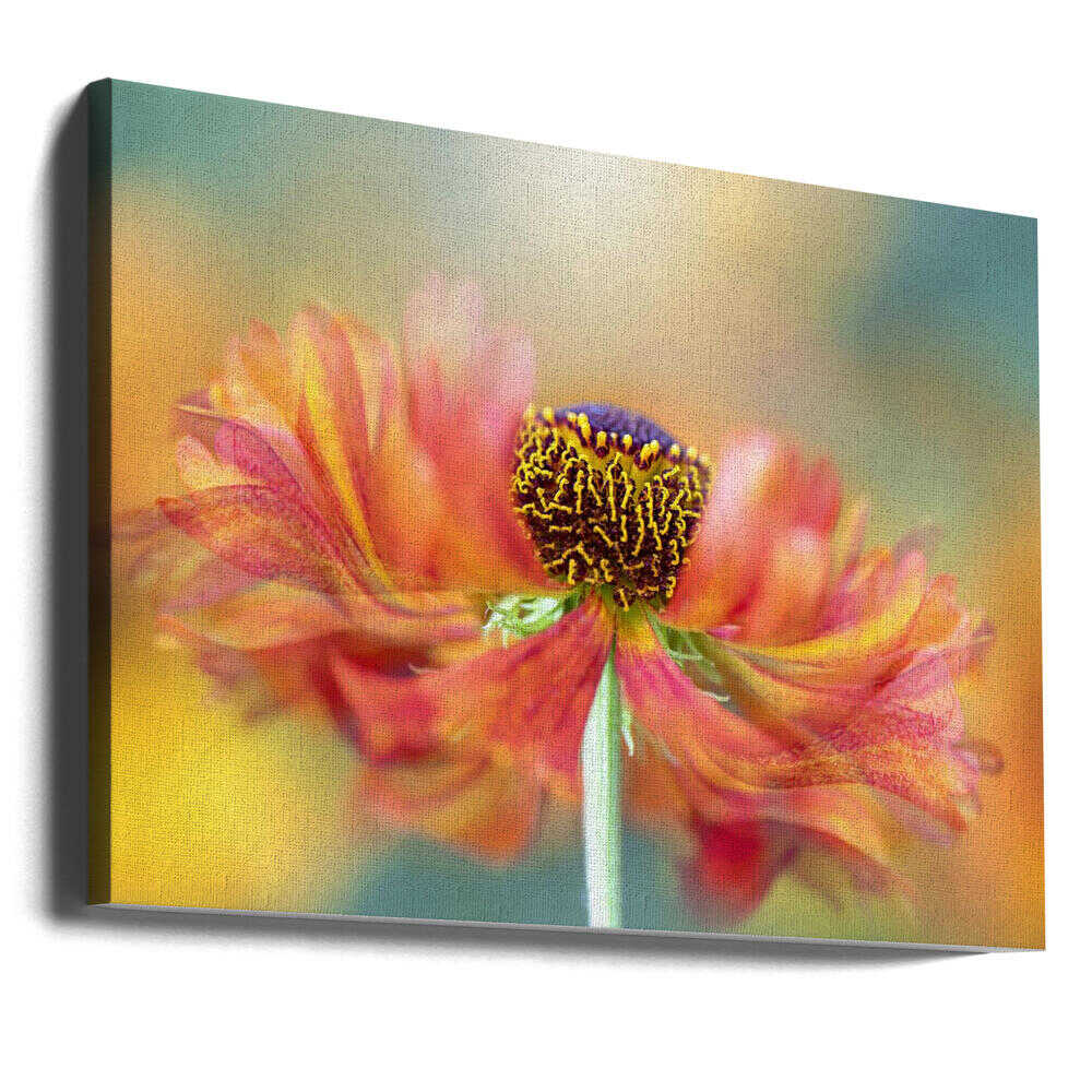 Vibrant Orange Bloom - Floral Photographic Stretched Canvas Poster or Fine Art Print