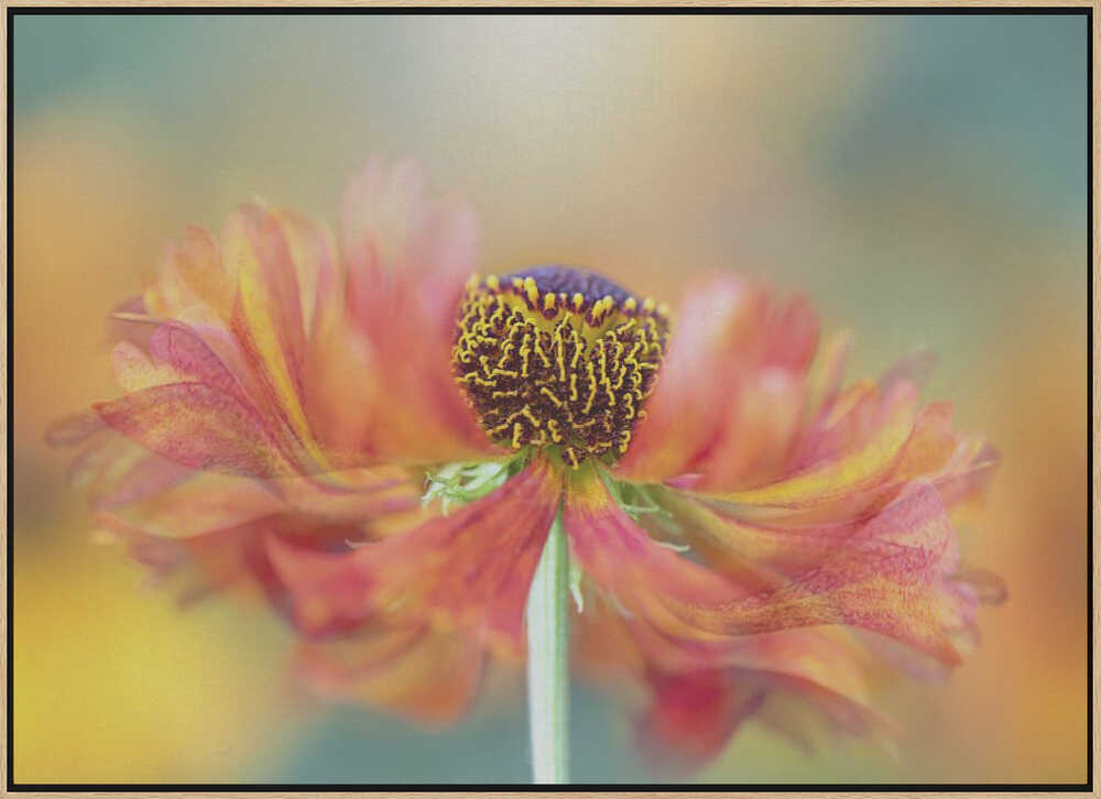 Vibrant Orange Bloom - Floral Photographic Stretched Canvas Poster or Fine Art Print