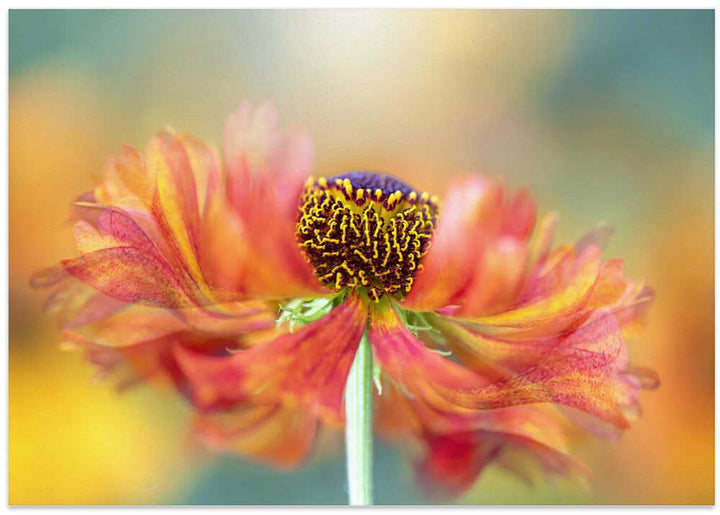 Vibrant Orange Bloom - Floral Photographic Stretched Canvas Poster or Fine Art Print
