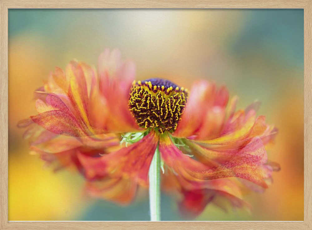 Vibrant Orange Bloom - Floral Photographic Stretched Canvas Poster or Fine Art Print