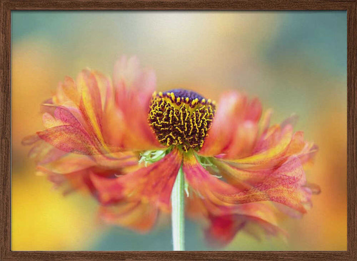 Vibrant Orange Bloom - Floral Photographic Stretched Canvas Poster or Fine Art Print