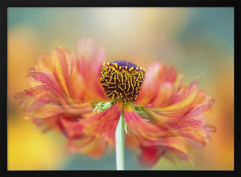 Vibrant Orange Bloom - Floral Photographic Stretched Canvas Poster or Fine Art Print