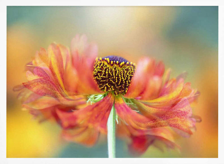 Vibrant Orange Bloom - Floral Photographic Stretched Canvas Poster or Fine Art Print