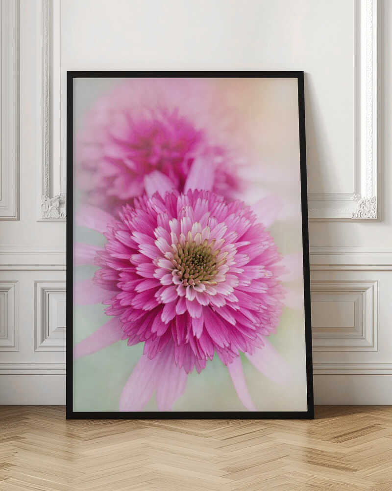 Vibrant Pink Blooms - Floral Photographic Stretched Canvas Poster or Fine Art Print