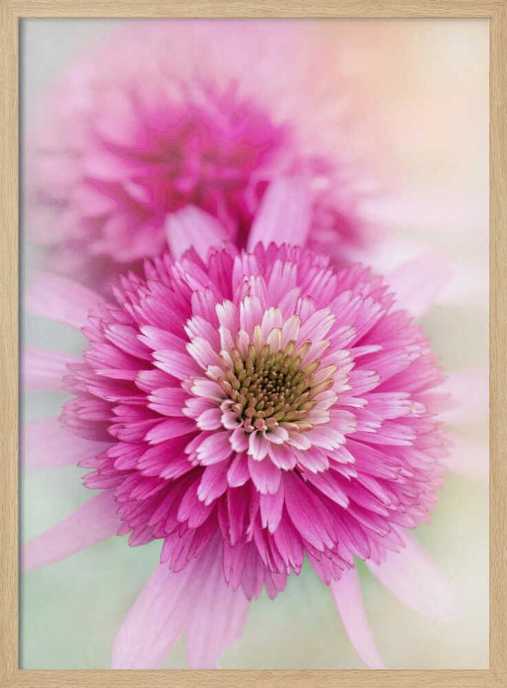 Vibrant Pink Blooms - Floral Photographic Stretched Canvas Poster or Fine Art Print