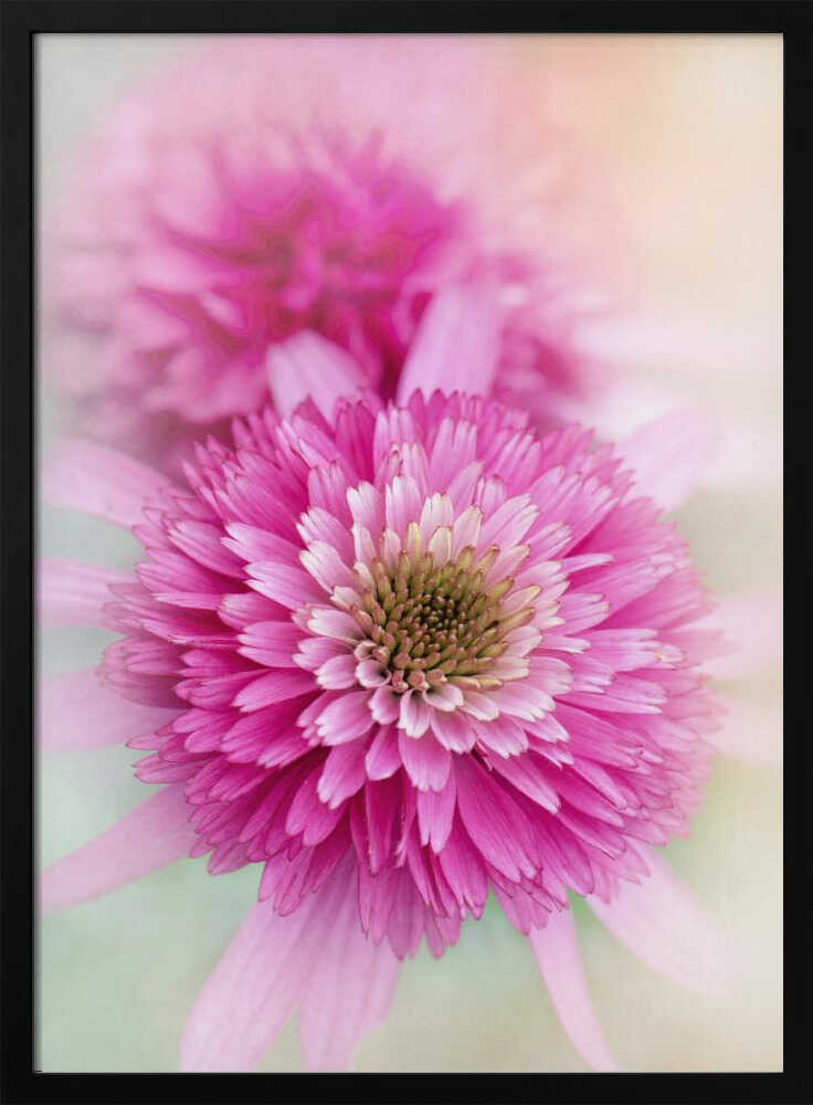 Vibrant Pink Blooms - Floral Photographic Stretched Canvas Poster or Fine Art Print