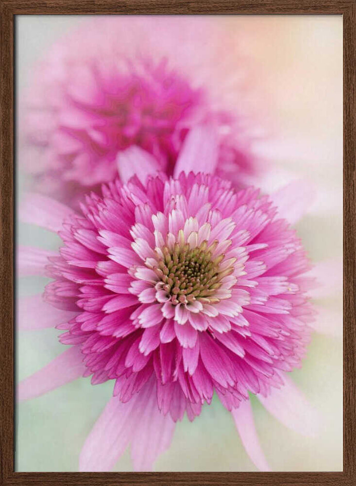 Vibrant Pink Blooms - Floral Photographic Stretched Canvas Poster or Fine Art Print