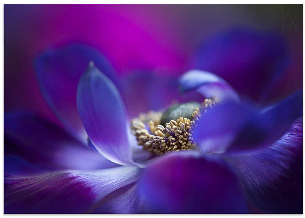 Vibrant Purple Bloom - Stretched Canvas Poster or Fine Art Print