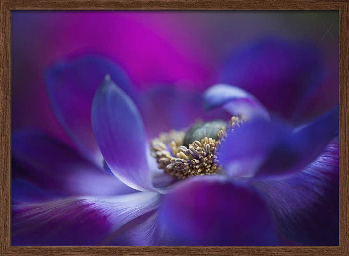 Vibrant Purple Bloom - Stretched Canvas Poster or Fine Art Print