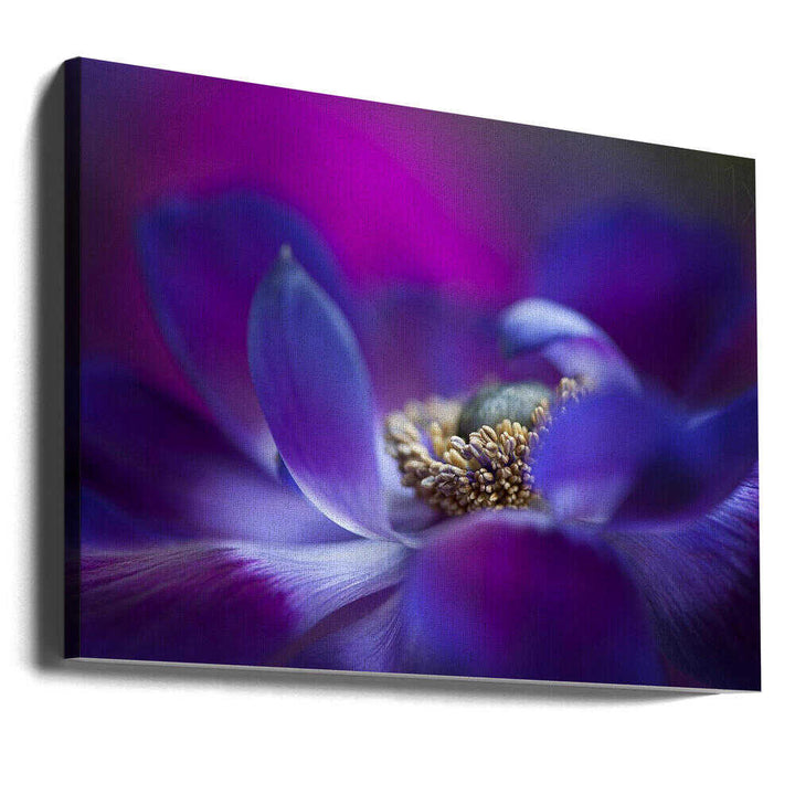 Vibrant Purple Bloom - Stretched Canvas Poster or Fine Art Print