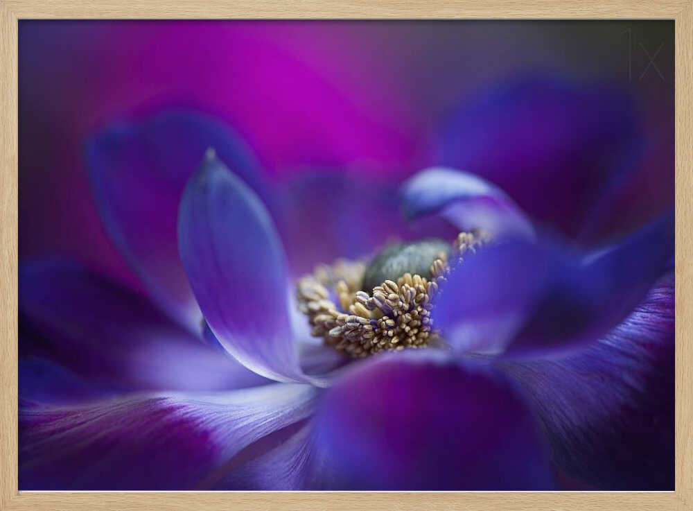 Vibrant Purple Bloom - Stretched Canvas Poster or Fine Art Print
