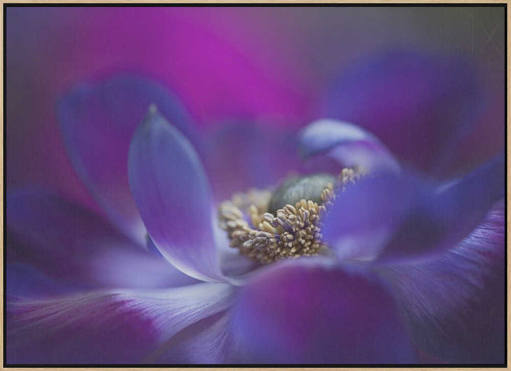 Vibrant Purple Bloom - Stretched Canvas Poster or Fine Art Print