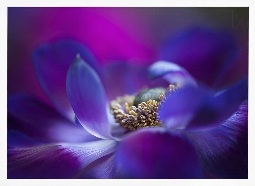Vibrant Purple Bloom - Stretched Canvas Poster or Fine Art Print
