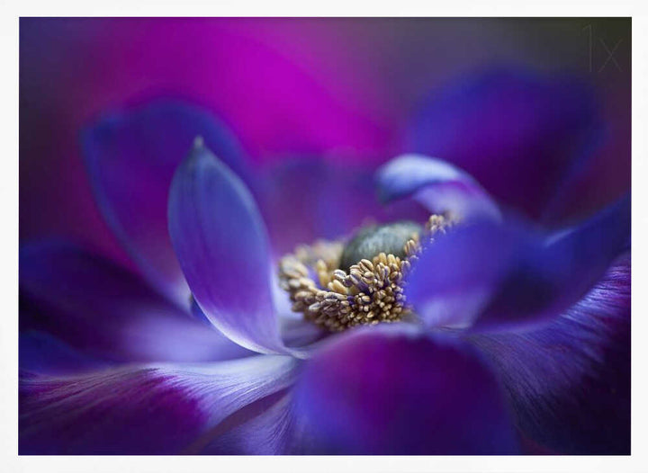 Vibrant Purple Bloom - Stretched Canvas Poster or Fine Art Print