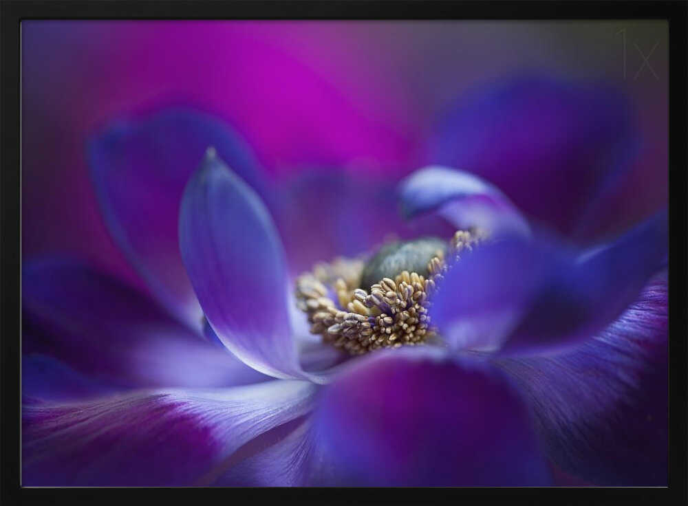 Vibrant Purple Bloom - Stretched Canvas Poster or Fine Art Print