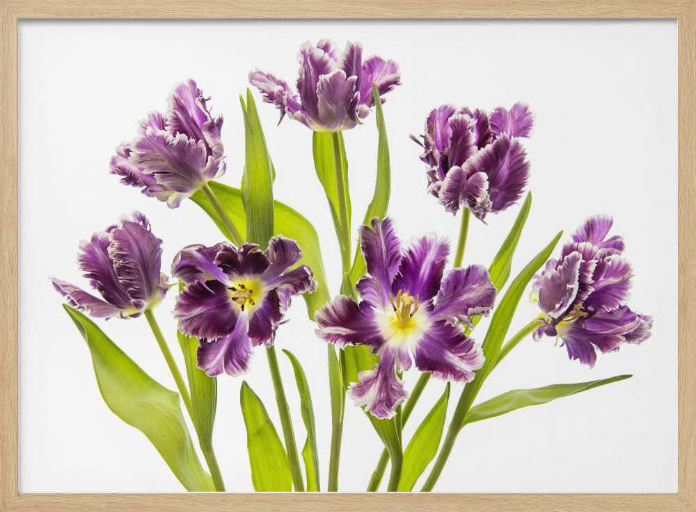 Vibrant Purple Tulips - Stretched Canvas Poster or Fine Art Print
